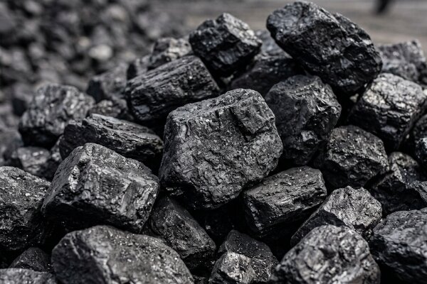 Orzech węglowy hurtowo - Agro-Sped